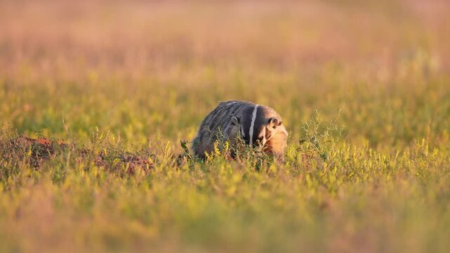 The American badger (Taxidea taxus) is a North American badger , a tough dangerous carnivore, sunset in South Dakota. Slow-motion, 1/2 natural speed.