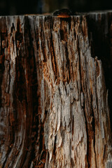 dry wood texture photo natural