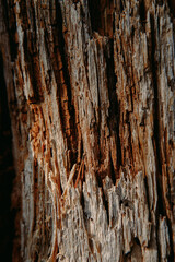 dry wood texture photo natural