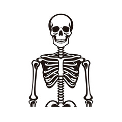 human skull with skeleton