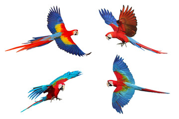 Obraz premium Colorful flying Scarlet Macaw and Green Wing Macaw isolated on transparent background. Set of Macaw parrot