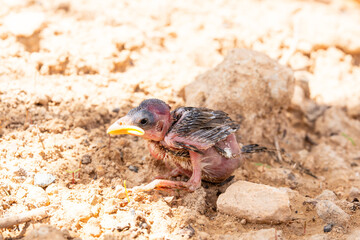 newborn sparrow out of its nest