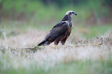 Brown bird of prey in a meadow