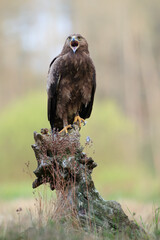 A beautiful bird of prey screams loudly with its beak wide open