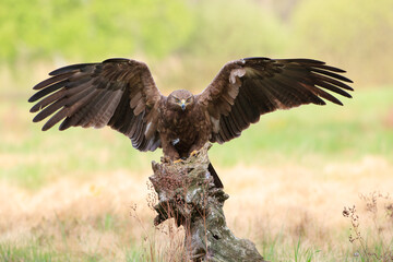A dangerous bird of prey with spread wings sitting on a stump in a meadow
