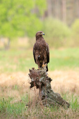 Lesser spotted eagle sitting on an old stump in a meadow