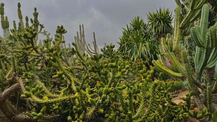 Botanical Garden cacti - Funchal, Madeira