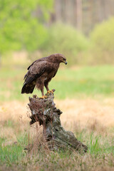 A large bird of prey looks at the meadow from an old tree stump