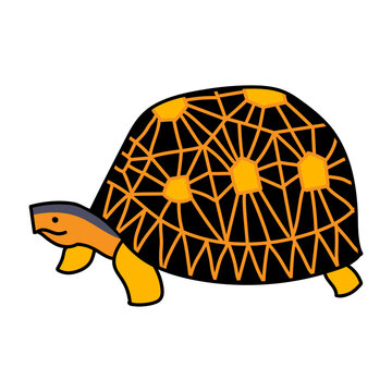 astrochelys radiata tortoise hand drawn color vector illustration