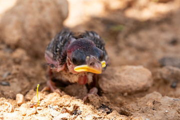 newborn sparrow out of its nest