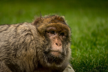 Barbary Macaques monkey on grass