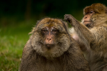 Barbary Macaques grooming