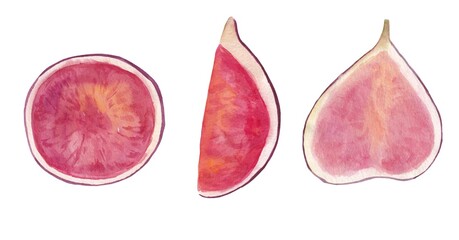A set of purple fig fruits, watercolor illustration by hand