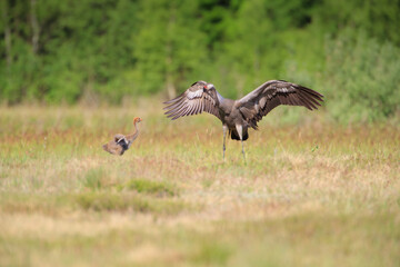 An adult crane teaches a chick to spread its wings