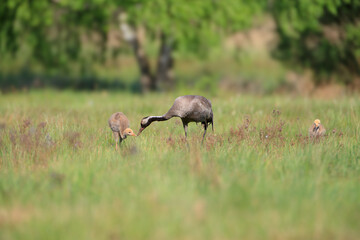A crane and two chicks feeding in a meadow