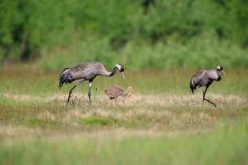 A family of cranes with two chicks