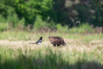 An eagle and a magpie in a meadow