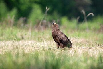A bird of prey in a meadow looking anxiously at the sky