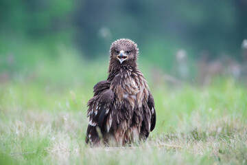 A ruffled bird of prey screaming with its beak wide open