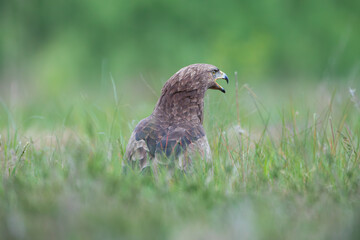 An eagle screaming in a meadow among tall grass