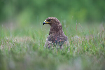 Brown bird of prey in the tall grass