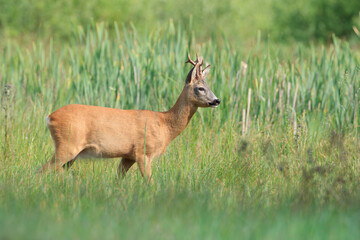 A roe deer against the background of rushes