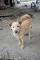 dog confiusly looking at camera 