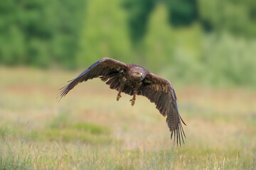 Large bird of prey in flight