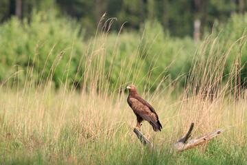 An eagle on a stump against the background of tall withered grass