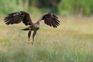 A large bird of prey flying over the meadow