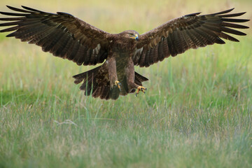 A large bird of prey landing in a meadow