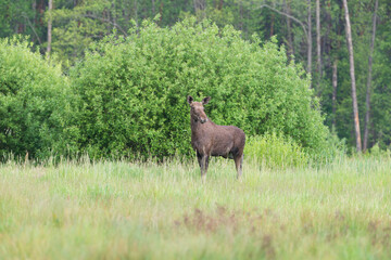 Moose in a meadow against the background of green bushes