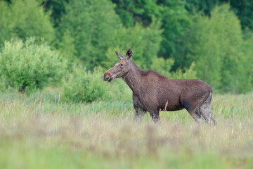 A moose standing in a meadow against the background of green bushes and trees