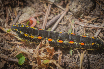 beautiful looking caterpillars caught in front of house