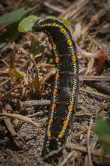 a fancy color caterpillars walking in front of house