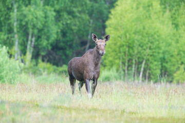 A concerned moose watching the meadow carefully