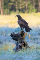 A bird of prey on a tree stump on a warm summer morning