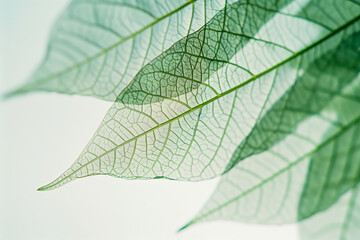 Macro shot detail of green leaf texture, veins of the leaf surface