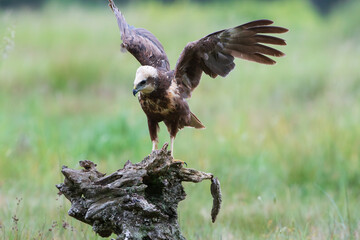 A harrier with spread wings on a stump in a meadow