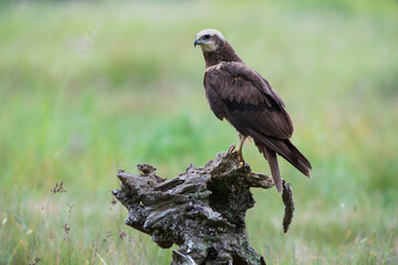 Harrier against the background of a green meadow