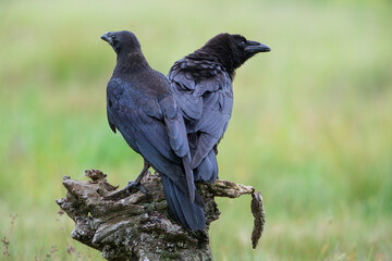 Two young ravens on a tree stump in a meadow
