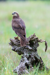 A bird of prey on a stump against a green background