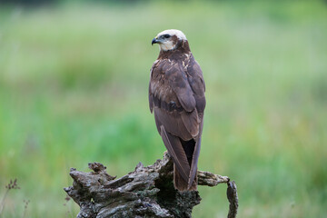 A female harrier on a stump in a meadow
