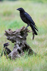 Two ravens and a stump in the meadow