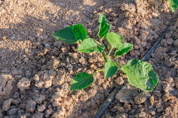 Eggplant seedlings are grown with drip irrigation system. Solanum melongena. Small business. Gardening hobby. Healthy organic food concept.
