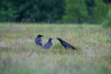 Three young ravens playing with a stick in a summer meadow among flowers