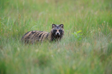 Raccoon dog on a green summer meadow