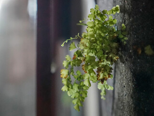 plants growing on the walls of the city