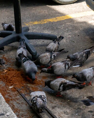 pigeons eating fried noodles in front of restaurant