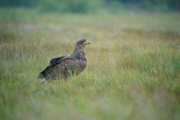 White-tailed eagle in a summer meadow